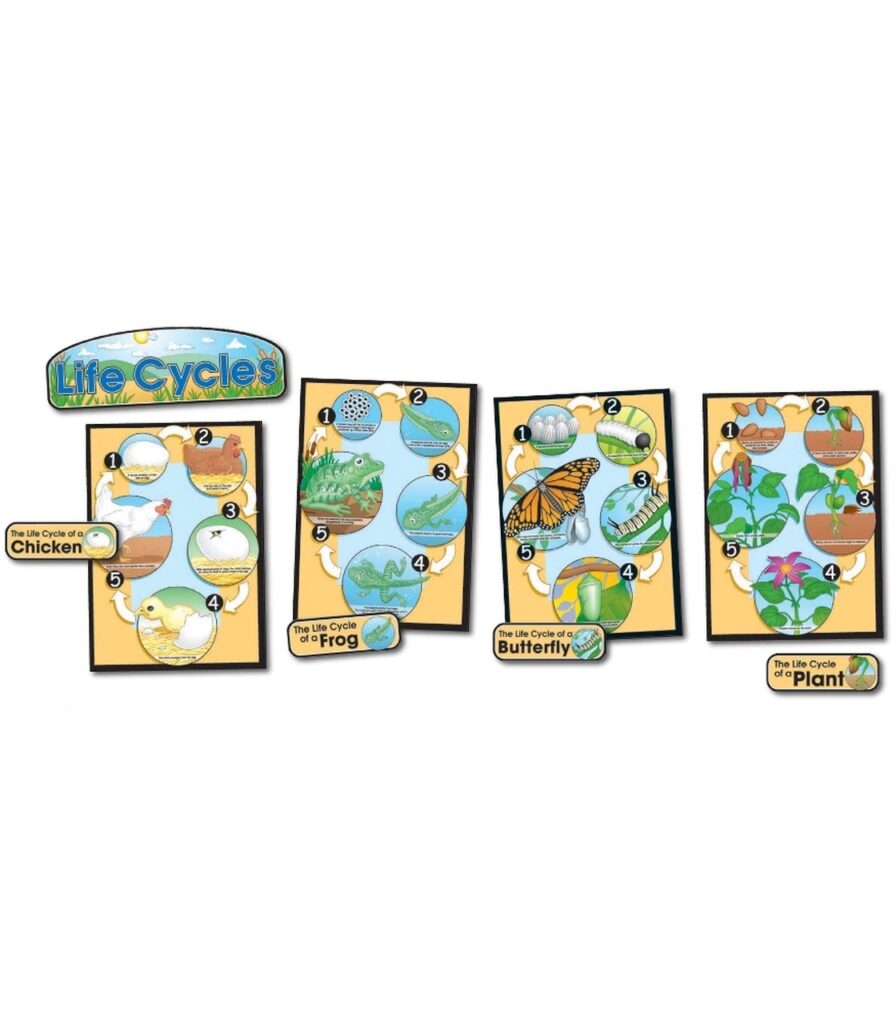 Life Cycles Bulletin Board Set