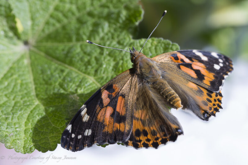 Butterfly Larvae May 22